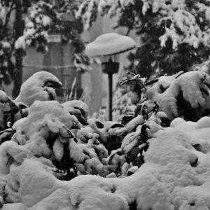 Lampione sotto la neve a Vicenza